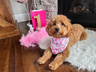 Lana, Arnall, dog, breeder, dog, show, ribbons, info, information, reviews, history, myerstown, pa, official, home, page, homepage, Lana-Arnall. dog-breeder, puppies, for, sale, kennel, kennels, mini, poodle, matlese, maltipoo, puppy, puppies, mill, puppymill, show, handler, aca, ica, pennsylvania
